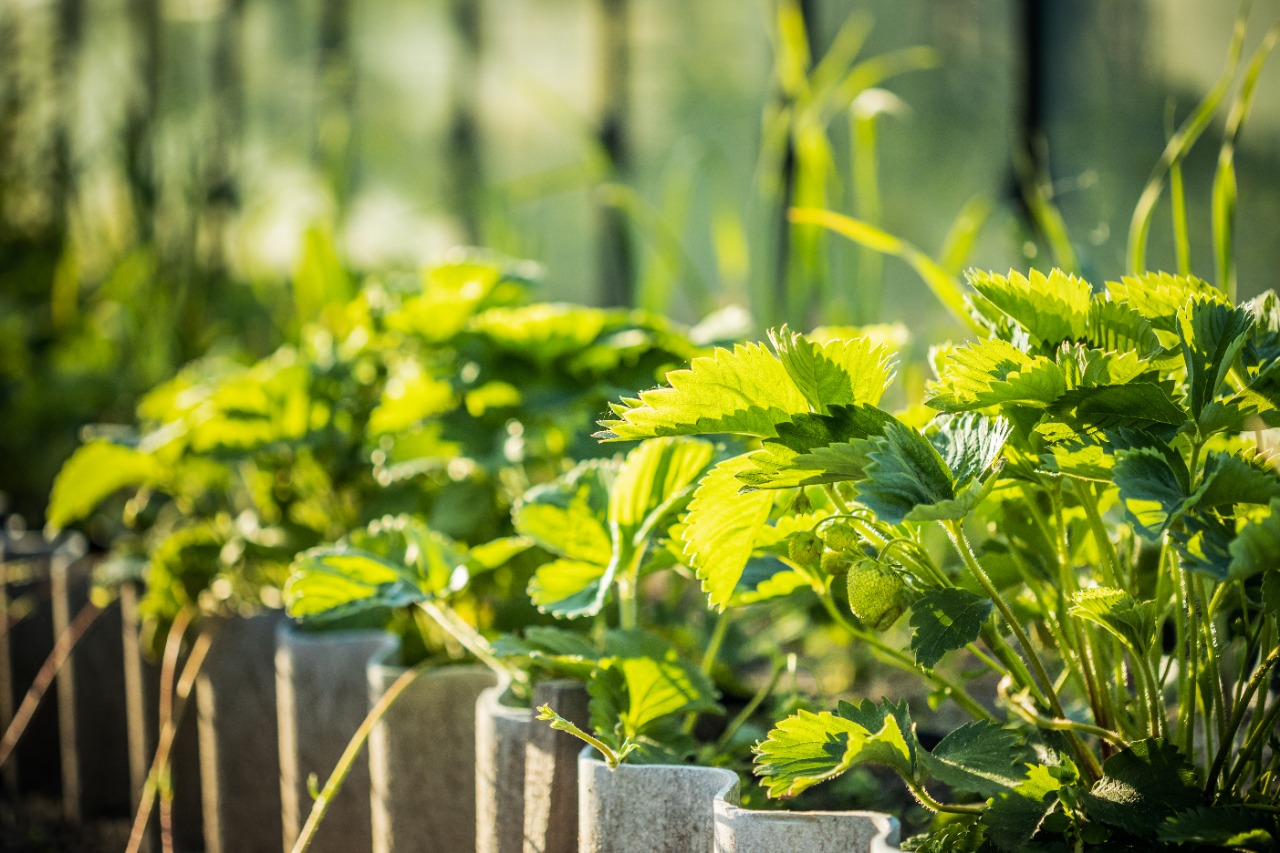 WhatsApp Image 2020-07-30 at 12.39.35 PM (1)