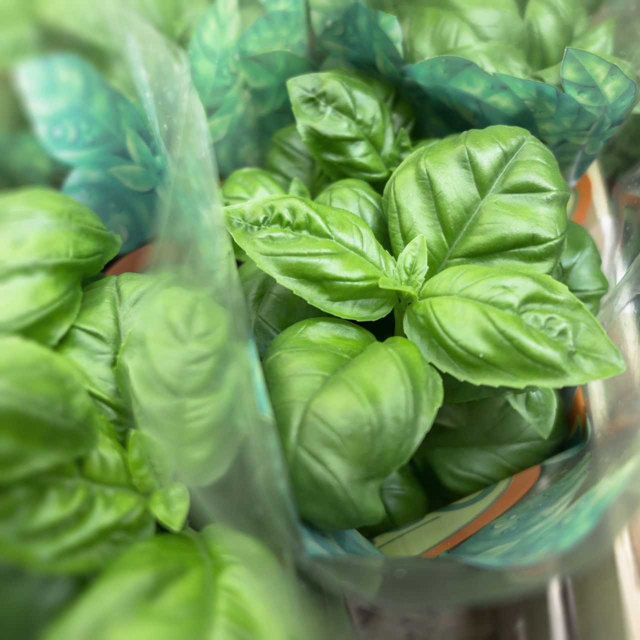 WhatsApp Image 2020-07-31 at 9.33.04 AM (1)