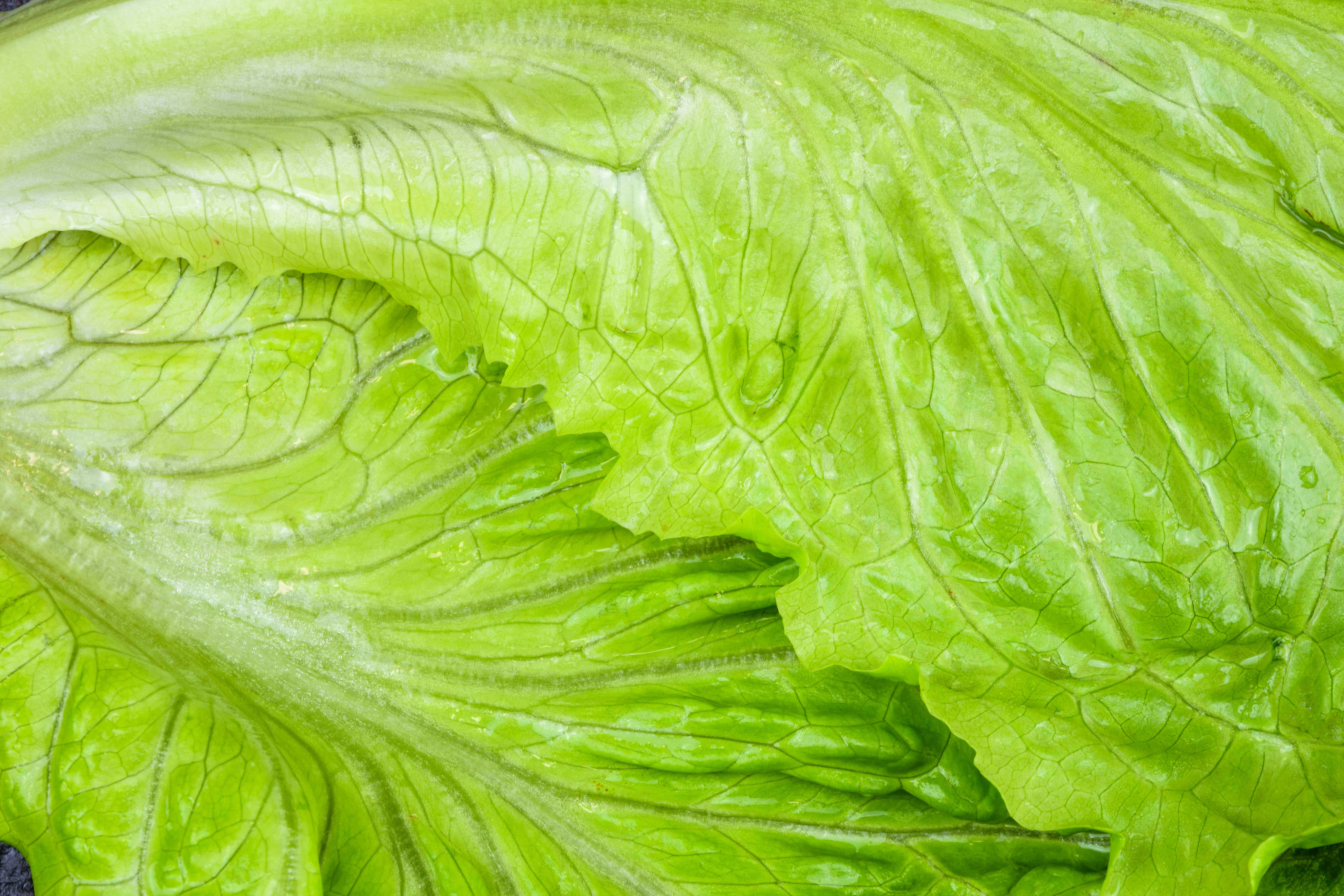 lettuce-leaf