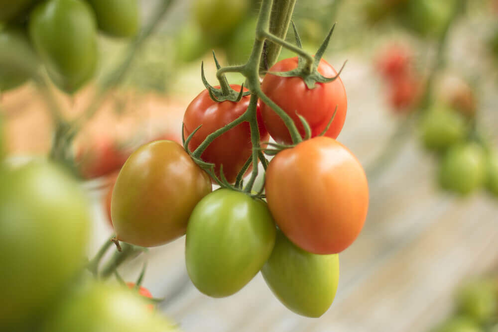 tomato-growing-from-the-ground-in-greenhouse